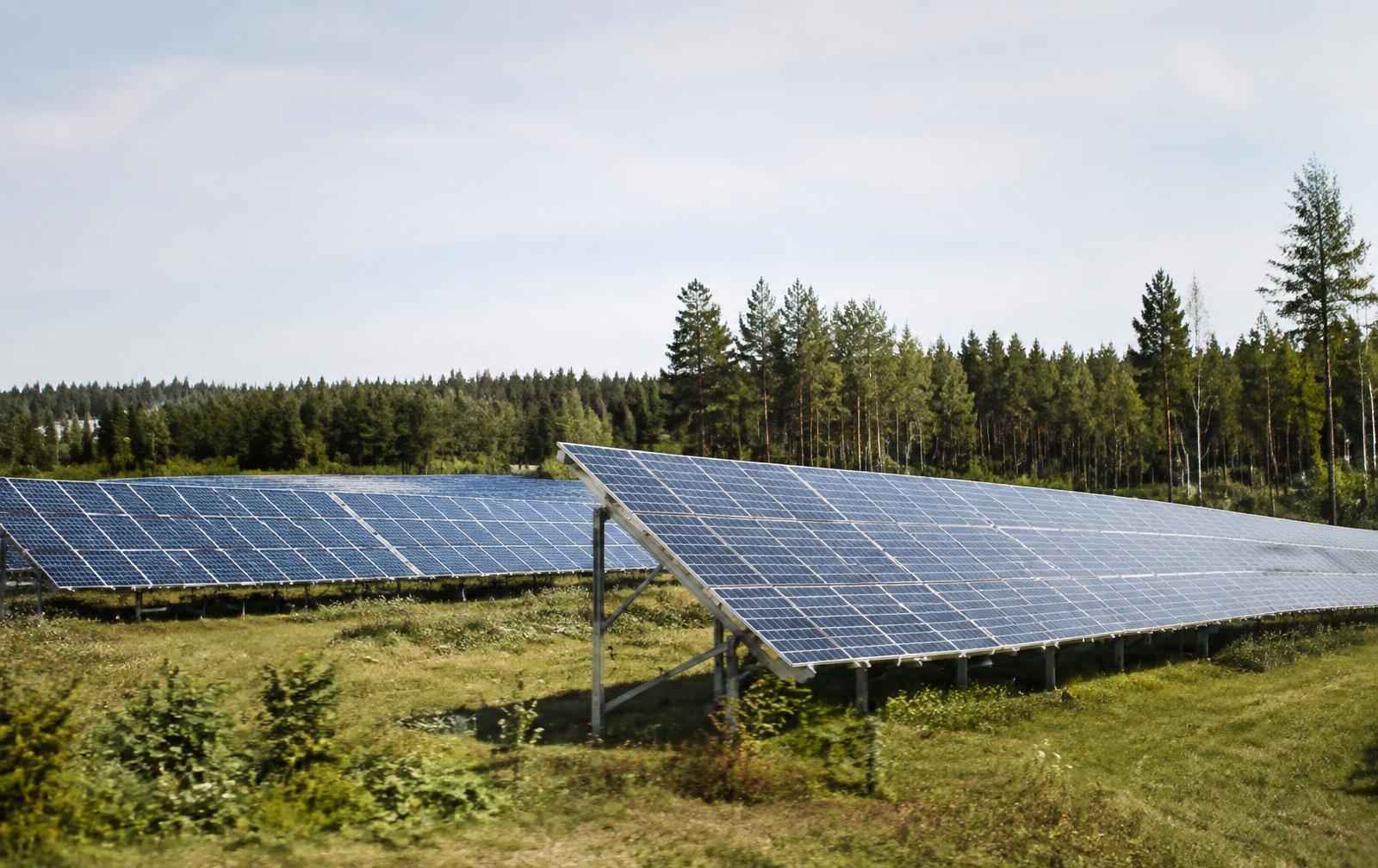 Markmonterad solcellspark med rader av paneler vid skogskant